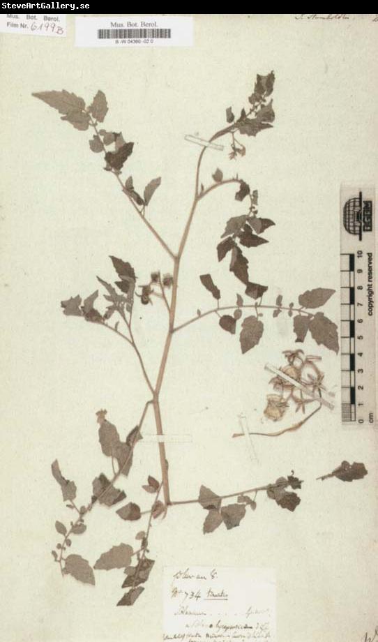 Alexander von Humboldt Solanum humboldtili